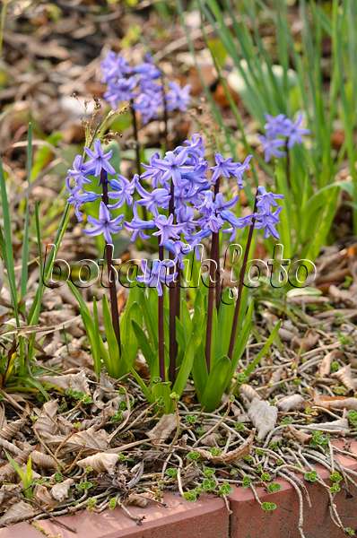 531017 - Hyacinth (Hyacinthus)
