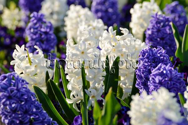 483249 - Hyacinths (Hyacinthus)
