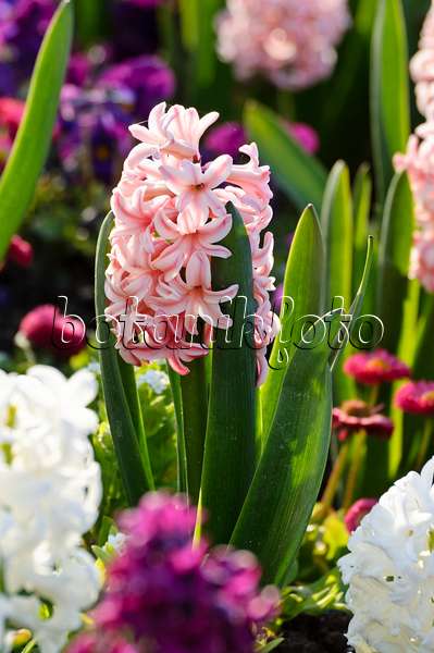 483250 - Hyacinths (Hyacinthus)