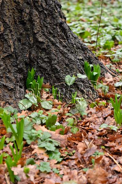 553011 - Hyacinths (Hyacinthus)