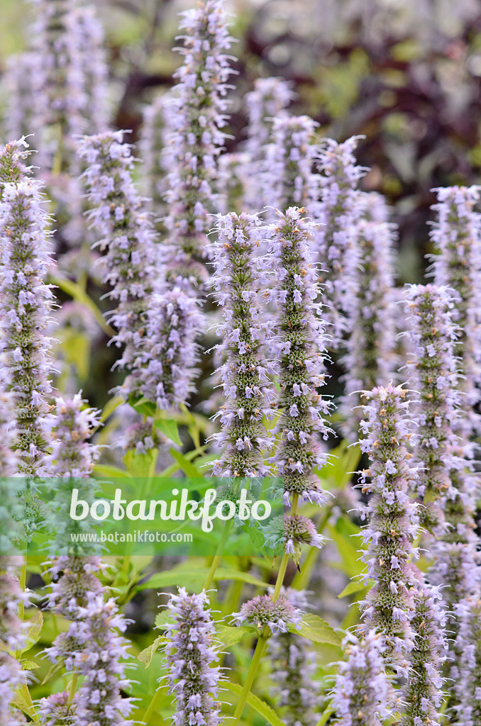 547029 - Hysope géante de Corée (Agastache rugosa 'Blue Fortune')