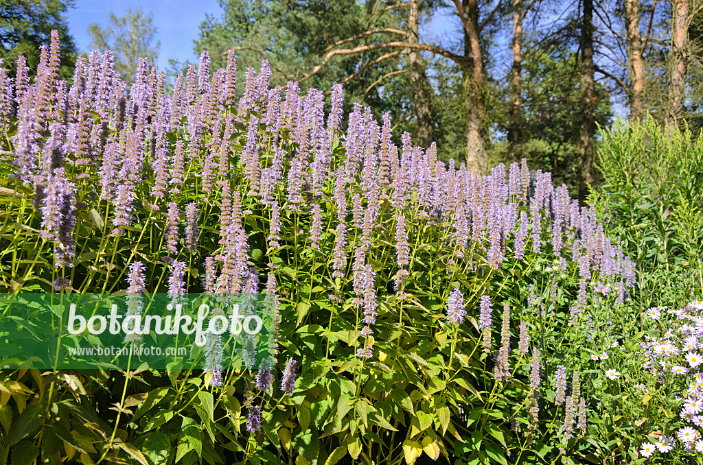 571050 - Hysope géante de Corée (Agastache rugosa 'Blue Fortune')