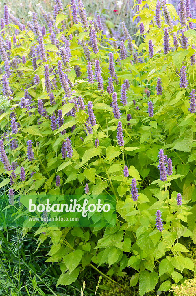 547004 - Hysope géante de Corée (Agastache rugosa 'Golden Jubilee')