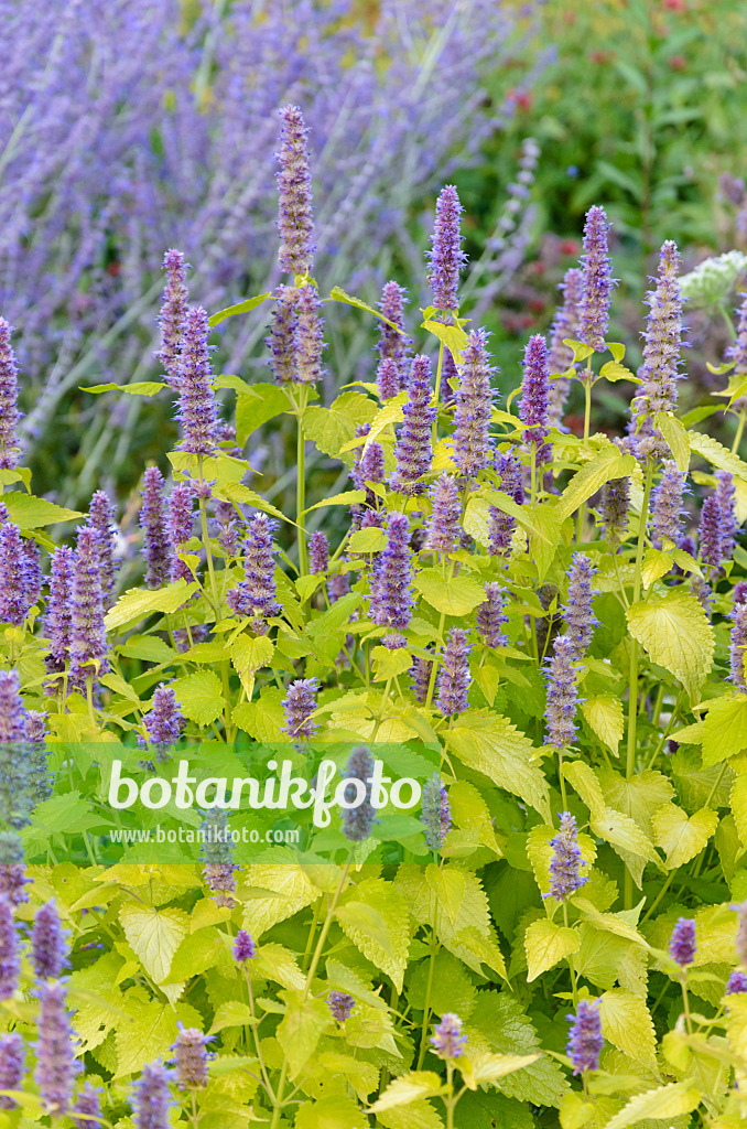 547005 - Hysope géante de Corée (Agastache rugosa 'Golden Jubilee')