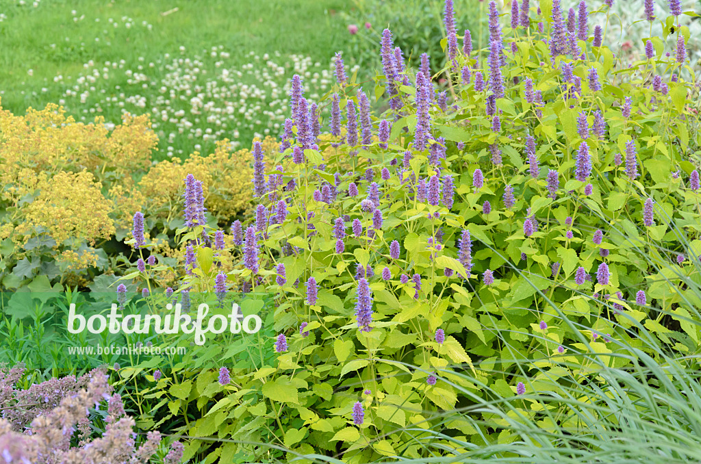 547006 - Hysope géante de Corée (Agastache rugosa 'Golden Jubilee')