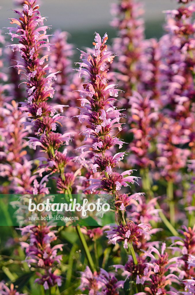 570072 - Hysope géante de Corée (Agastache rugosa 'Red Fortune')