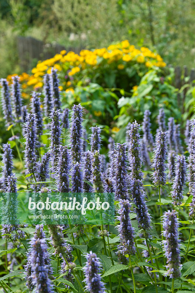 511258 - Hyssop (Agastache)