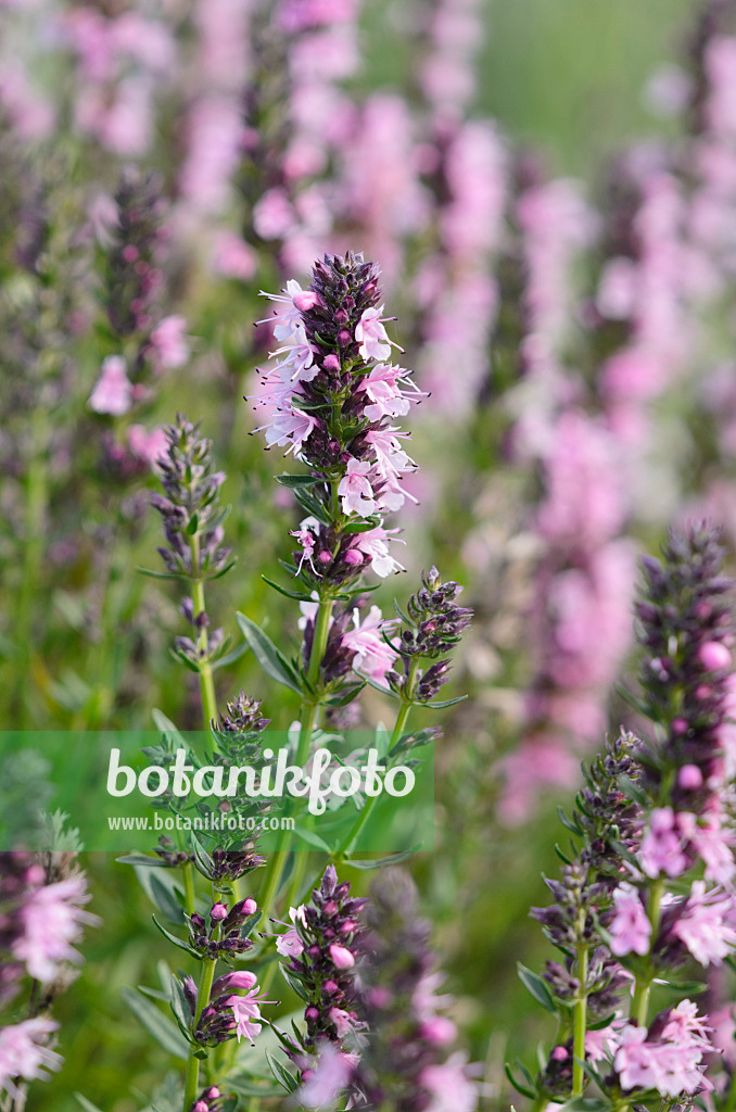 522026 - Hyssop (Hyssopus officinalis 'Rosea')