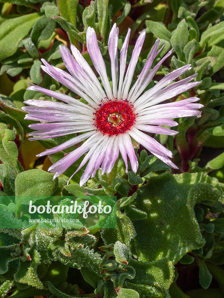 403059 - Ice plant (Delosperma aberdeenense)