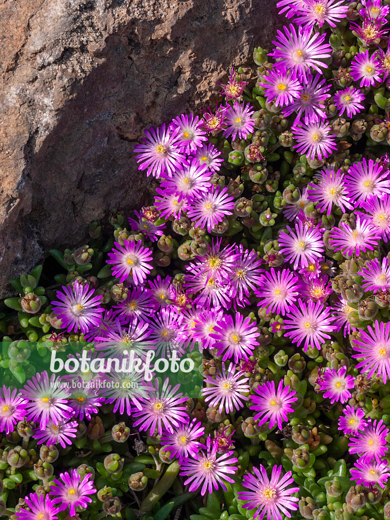 405056 - Ice plant (Delosperma aberdeenense)