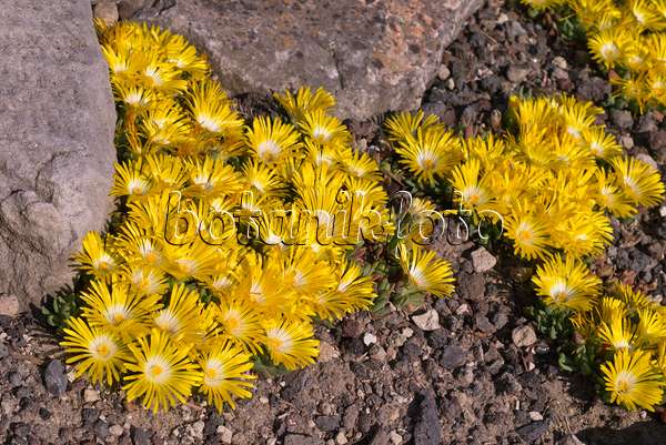 607277 - Ice plant (Delosperma cortigerum)