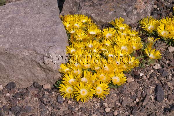 607278 - Ice plant (Delosperma cortigerum)