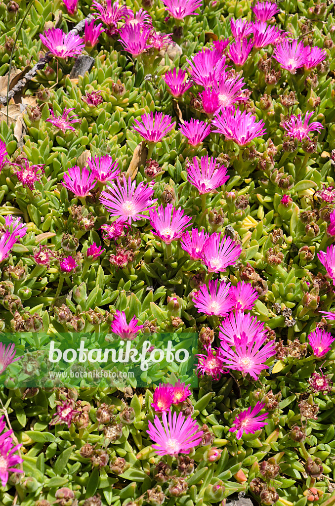 508421 - Ice plant (Delosperma lavisiae)