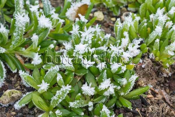 565025 - Ice plant (Delosperma) with hoar frost