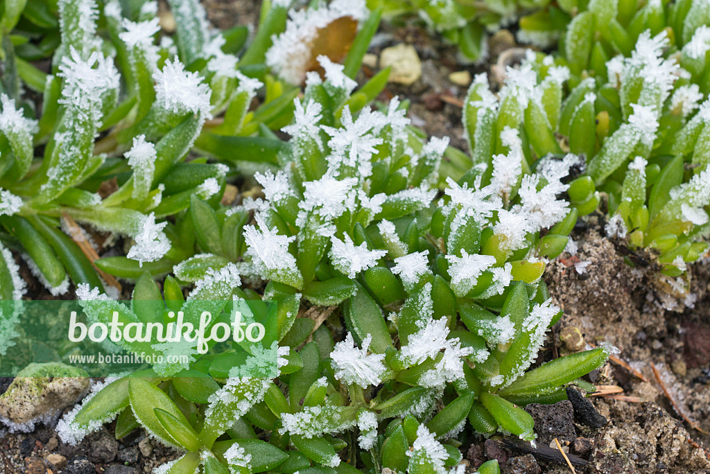 565025 - Ice plant (Delosperma) with hoar frost