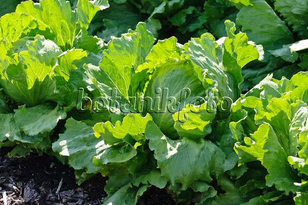 475079 - Iceberg lettuce (Lactuca sativa var. capitata)