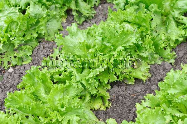 485051 - Iceberg lettuce (Lactuca sativa var. capitata)