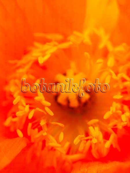 437403 - Iceland poppy (Papaver nudicaule)