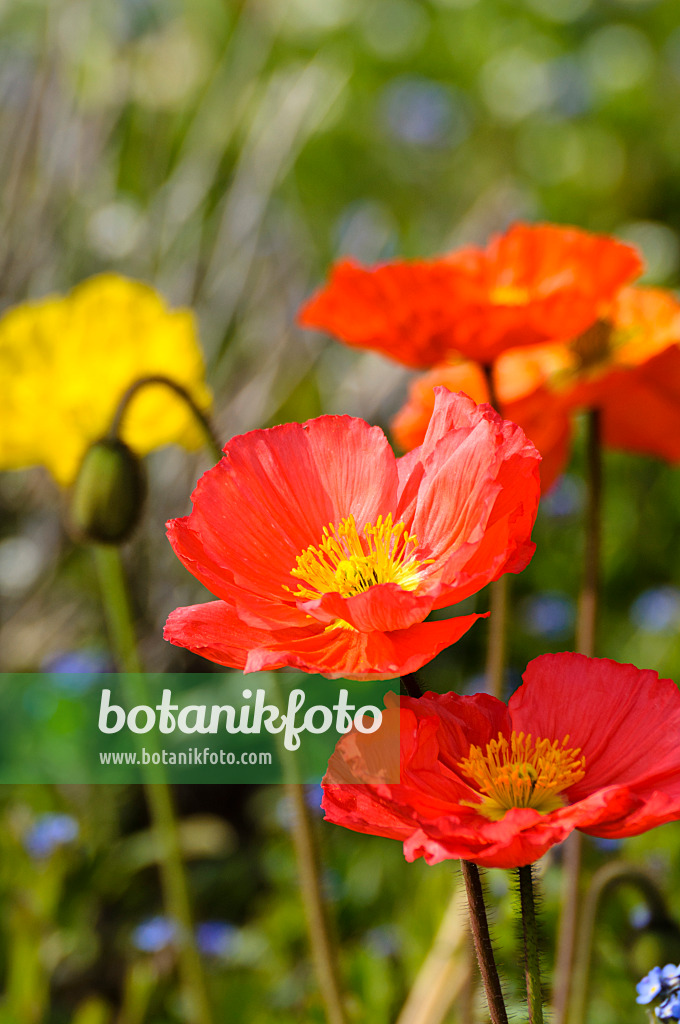 483222 - Iceland poppy (Papaver nudicaule)