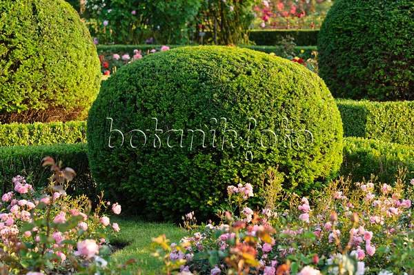 473155 - If commun (Taxus baccata) en forme de boule dans une roseraie, Britzer Garten, Berlin, Allemagne