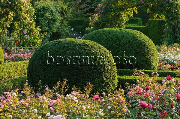 473156 - If commun (Taxus baccata) en forme de boule dans une roseraie, Britzer Garten, Berlin, Allemagne