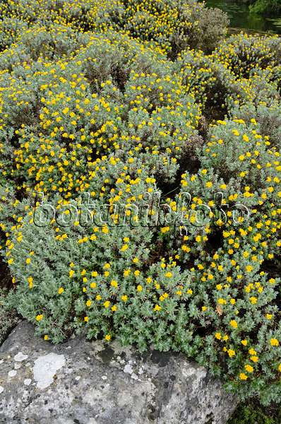 533555 - Immortelle (Helichrysum splendidum)