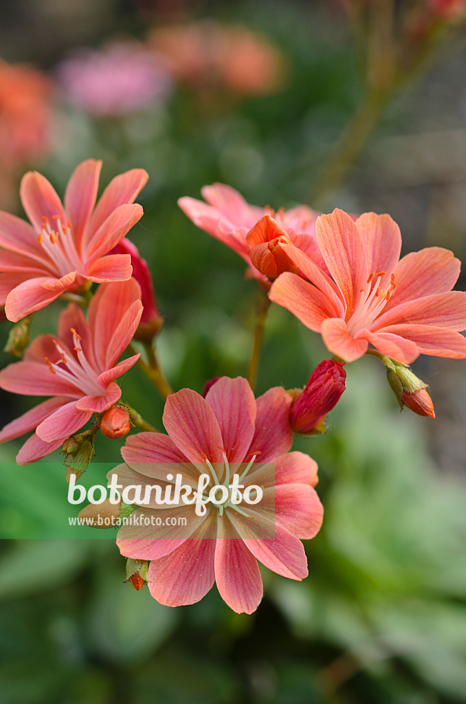 496107 - Imperial lewisia (Lewisia cotyledon)