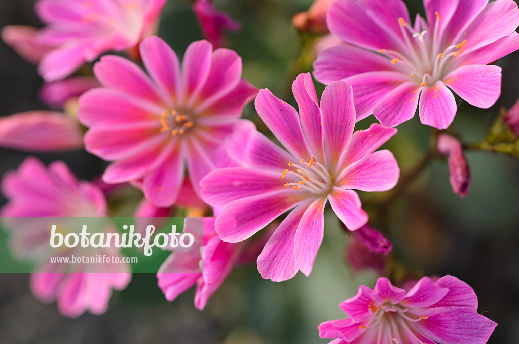 496108 - Imperial lewisia (Lewisia cotyledon)