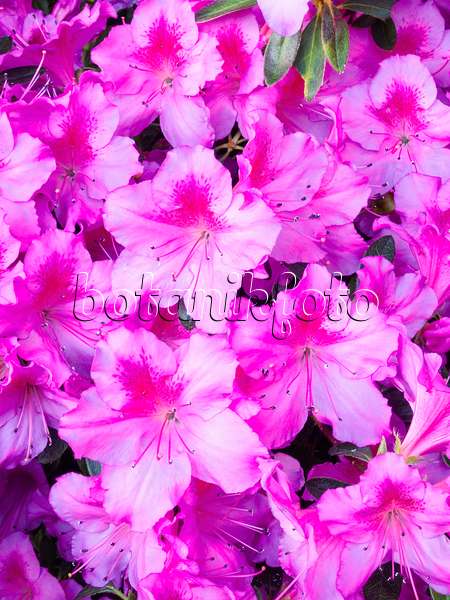 400036 - Indian azalea (Rhododendron simsii 'Concinna')