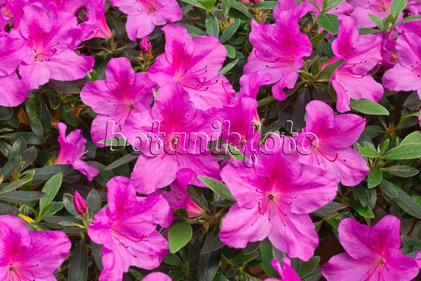 555047 - Indian azalea (Rhododendron simsii 'Concinna')