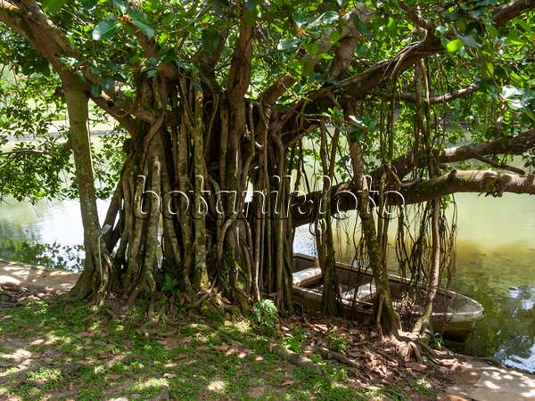411167 - Indian banyan tree (Ficus benghalensis)