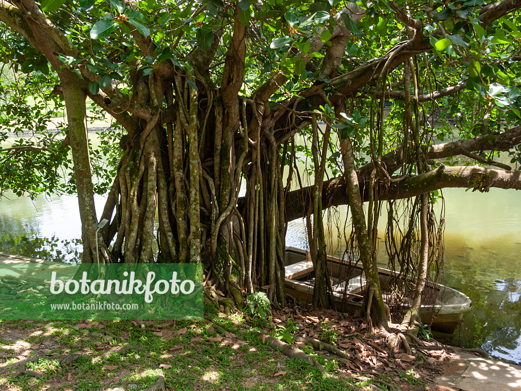 411167 - Indian banyan tree (Ficus benghalensis)