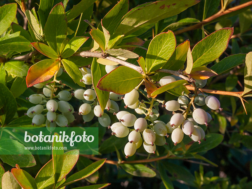 403015 - Indian barberry (Berberis aristata)