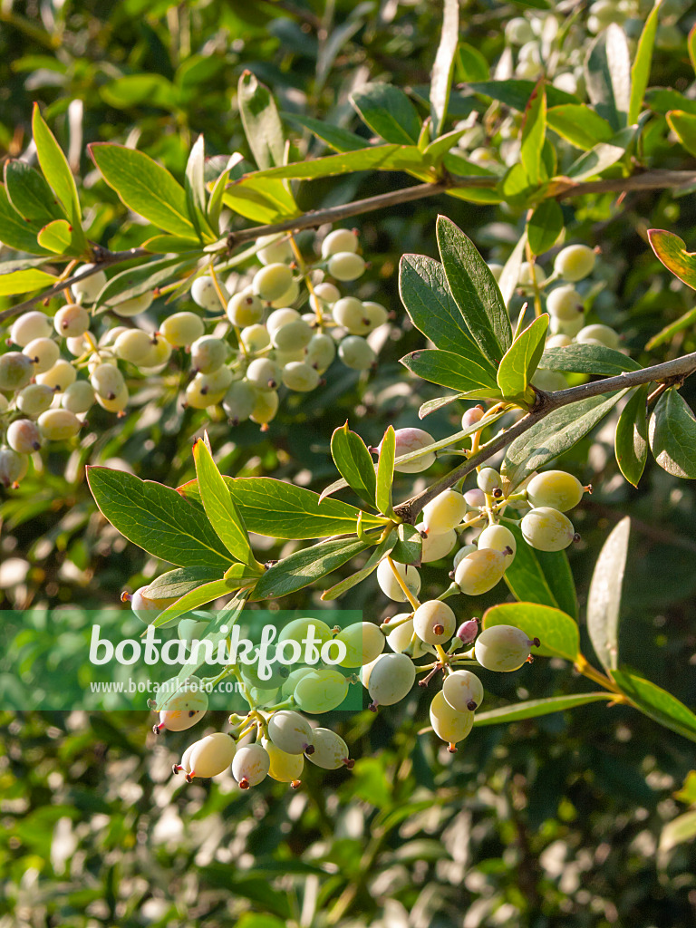 403017 - Indian barberry (Berberis aristata)