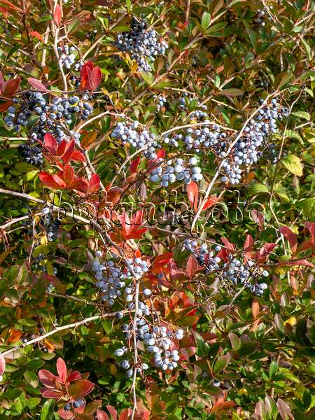 431004 - Indian barberry (Berberis aristata)