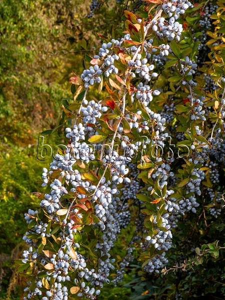 431006 - Indian barberry (Berberis aristata)