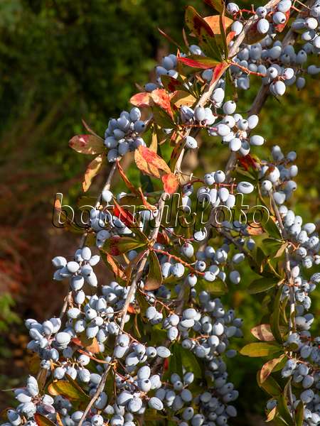 431007 - Indian barberry (Berberis aristata)