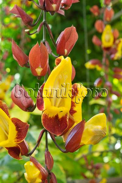 557038 - Indian clock vine (Thunbergia mysorensis)