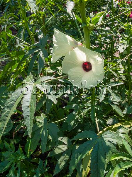 403055 - Indian hemp (Hibiscus cannabinus)