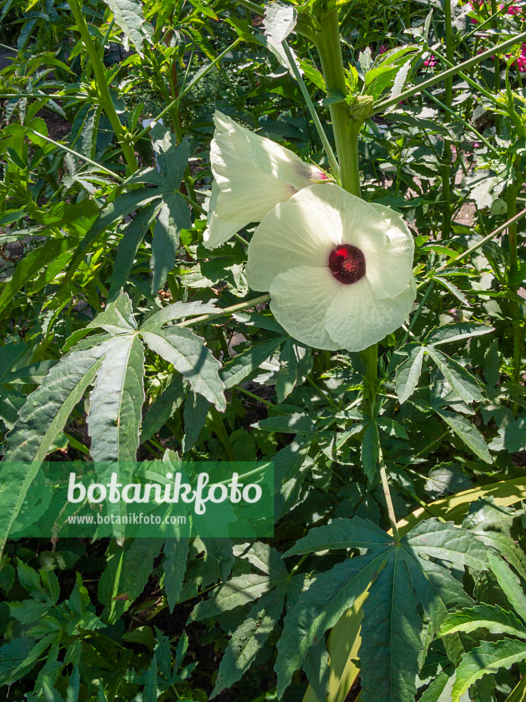 403055 - Indian hemp (Hibiscus cannabinus)