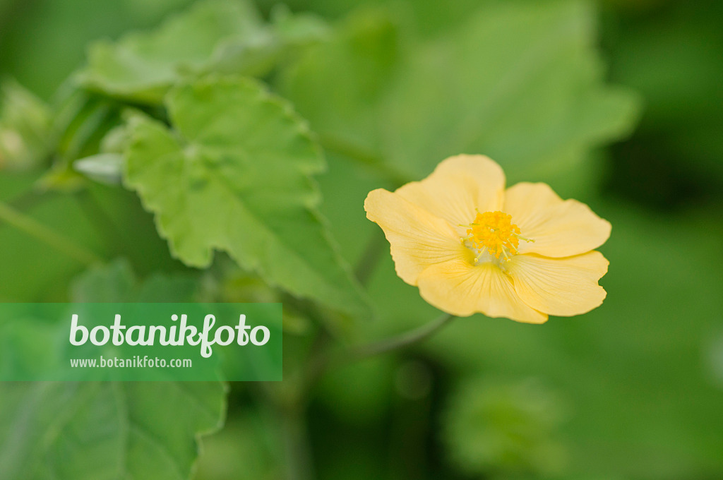 475217 - Indian mallow (Abutilon indicum)