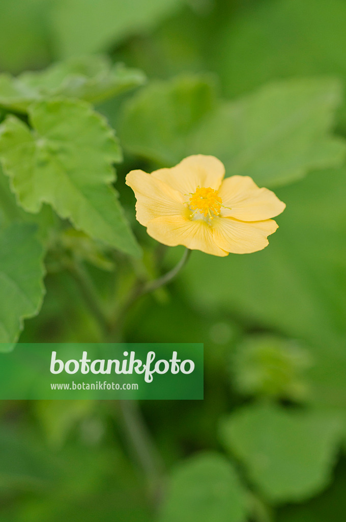 475219 - Indian mallow (Abutilon indicum)