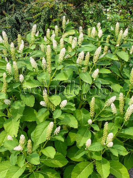 438301 - Indian pokeweed (Phytolacca acinosa)