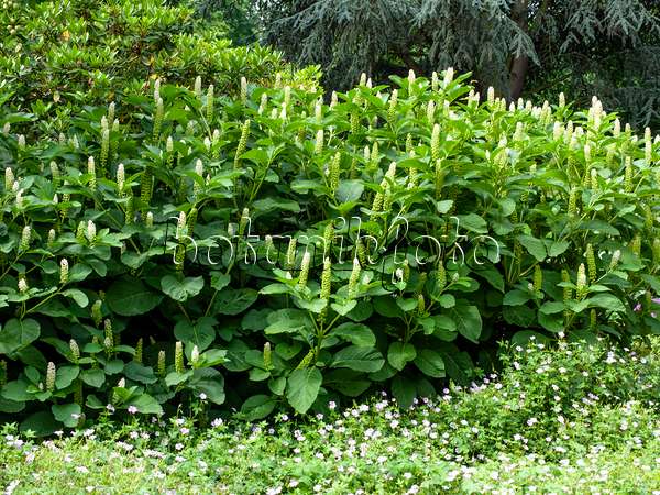 462071 - Indian pokeweed (Phytolacca acinosa)