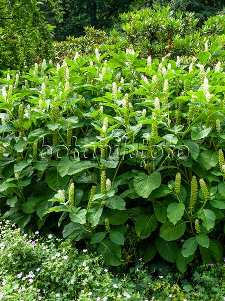 462072 - Indian pokeweed (Phytolacca acinosa)