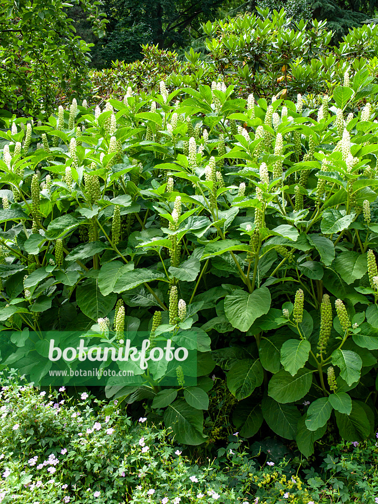 462072 - Indian pokeweed (Phytolacca acinosa)