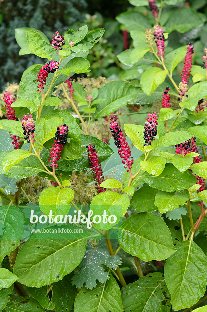 535118 - Indian pokeweed (Phytolacca acinosa)