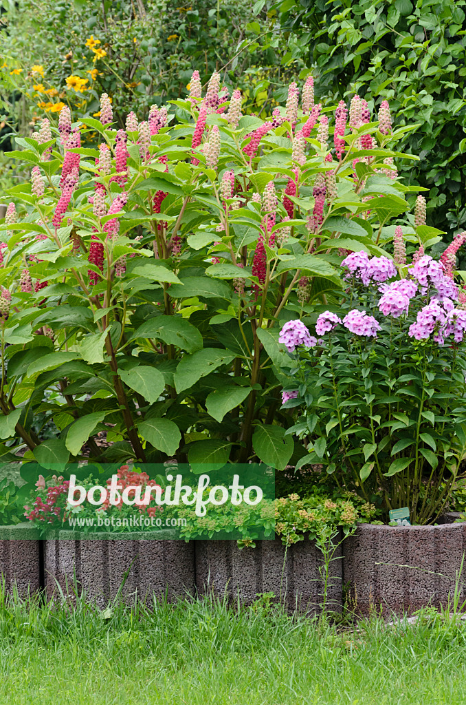 523062 - Indian pokeweed (Phytolacca acinosa) and garden phlox (Phlox paniculata)