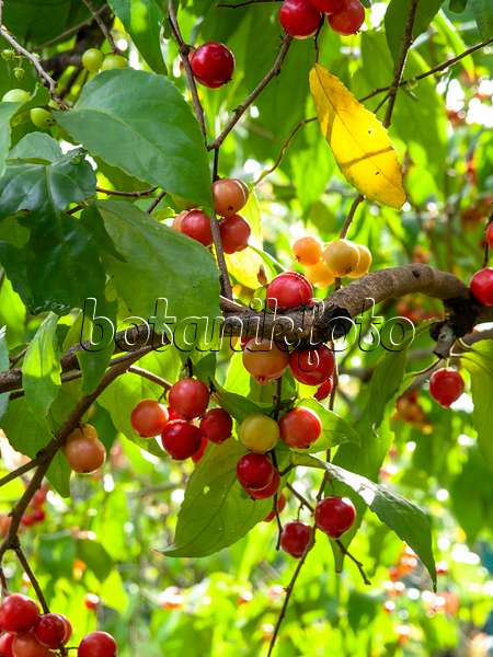 434072 - Indian prune (Flacourtia rukam)