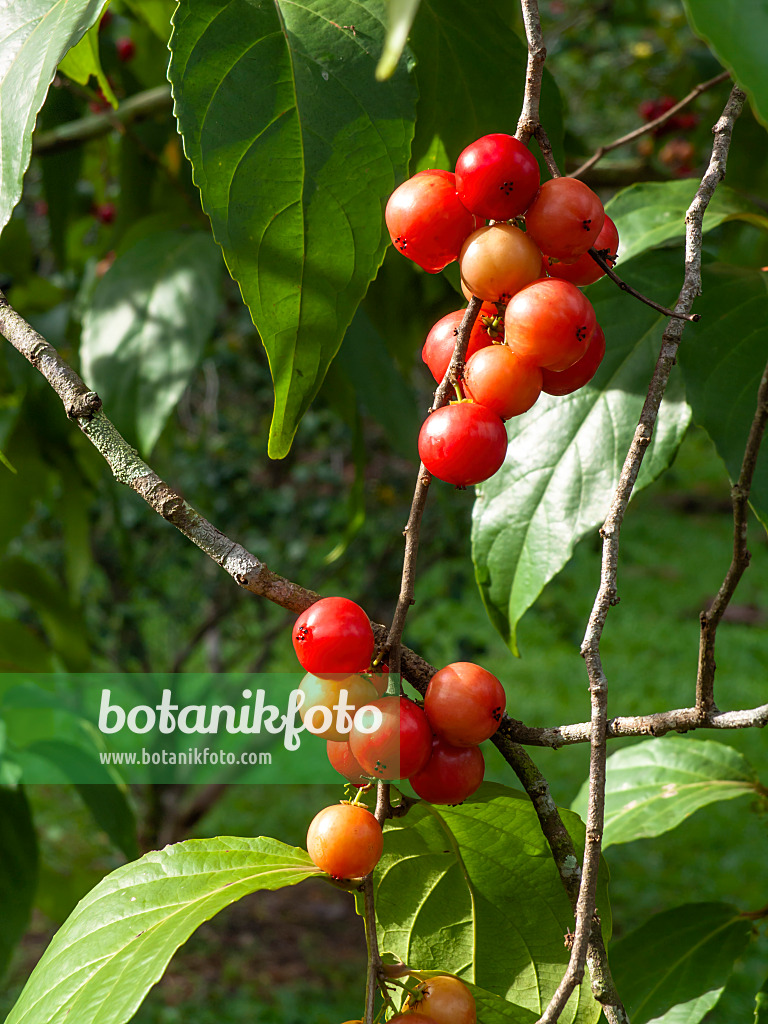 434073 - Indian prune (Flacourtia rukam)